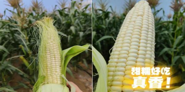 永定三生有機鮮食玉米喜迎豐收 永定三生有機鮮食玉米喜迎豐收