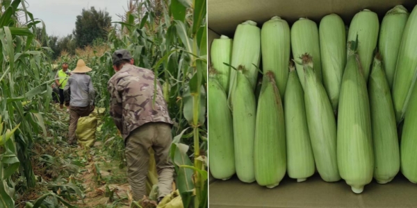 永定三生有機鮮食玉米喜迎豐收 永定三生有機鮮食玉米喜迎豐收