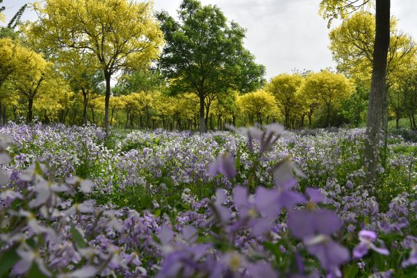 天津市東麗郊野公園PPP項(xiàng)目順利通過2022年上半年運(yùn)維績(jī)效考核 天津市東麗郊野公園PPP項(xiàng)目順利通過2022年上半年運(yùn)維績(jī)效考核