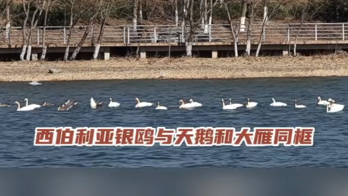 永定春來早 園林養(yǎng)護忙 永定春來早 園林養(yǎng)護忙
